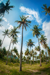 蓝天背景下公共公园里的椰子棕榈树。 泰国的暑假