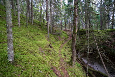 夏季绿色森林的旅游步道图片