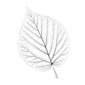 孤立矢量单色桦树叶.照片