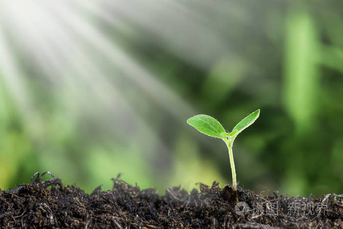 在阳光下生长的年轻植物