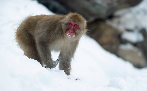 日本猕猴学名猕猴，又称雪猴。冬季。自然栖息地。