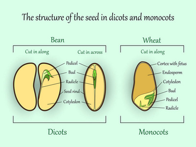 载体教育植物学横幅，结构单子叶和双子叶植物种子切块。农业生物土壤与生态科学图解。