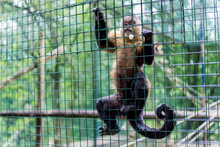 动物园里的猴子在笼子里。