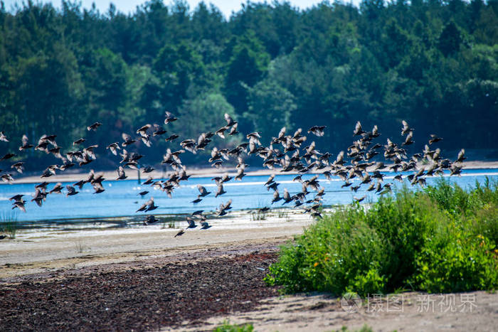 成群的野鸟飞过湖面在农村种植绿色植物