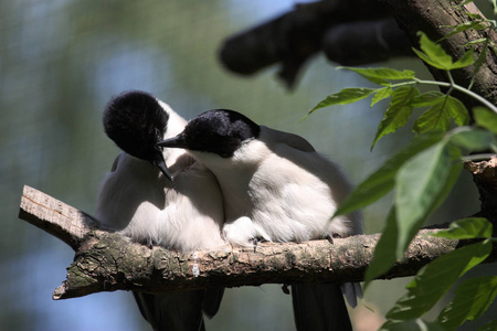 两只鸟喜鹊在树枝上接吻。