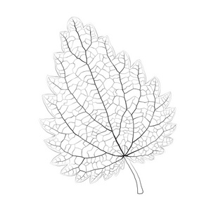 孤立矢量单色荨麻叶.插画