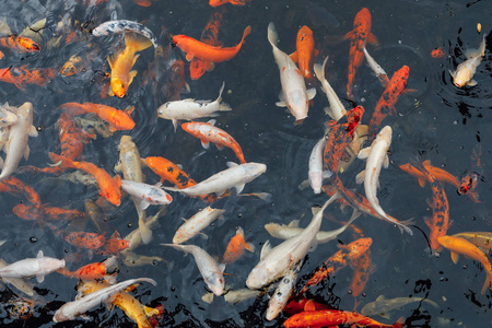 锦鲤鱼的俯视图锦鲤鱼的俯视图孩子们在池塘里钓鱼绿色草地的俯视景观