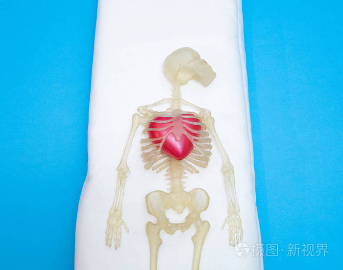 孩子们玩具人体骨架胸部内有大红色的心脏心衰的概念