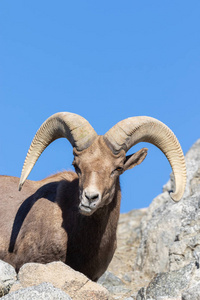 一只漂亮的沙漠大角羊公羊