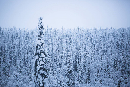 雪覆盖的冷杉树是一个滑雪胜地，自由的拉普兰