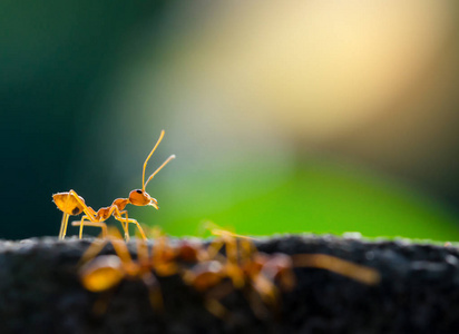 马来西亚丛林中弓背蚂蚁种类的宏观拍摄大蚂蚁在蚁群里吃蜗牛的猎物