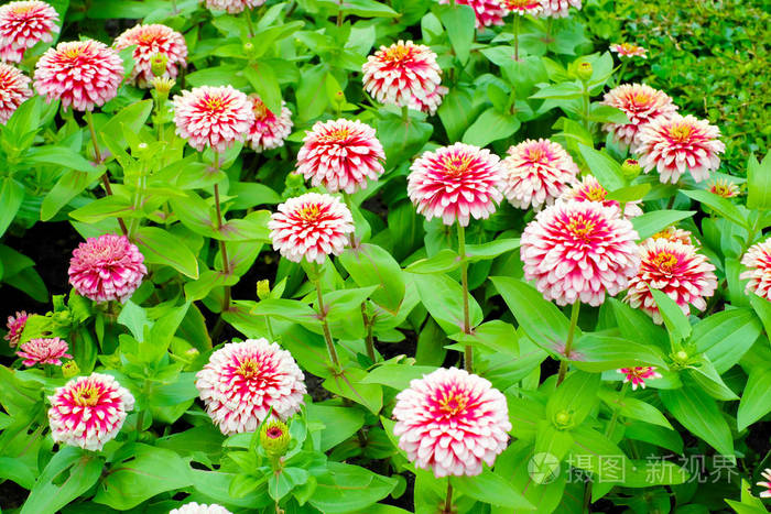 花坛上美丽的多色花