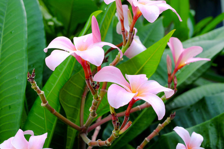 在树上的Frangipani花或Leelawadee花。