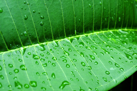 雨后滴水的绿叶图片