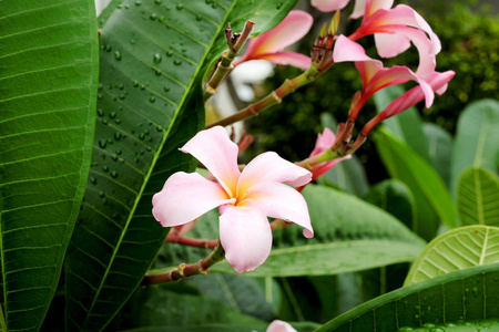 在树上的Frangipani花或Leelawadee花。