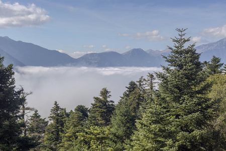 山地景观。 在秋天阴云密布的早晨，云杉在山和雾的背景下希腊，伯罗奔尼撒