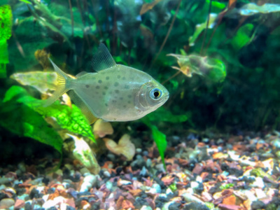 热带淡水密集种植的水族馆，银元Metynnislippincottianus在水柱中间游动。