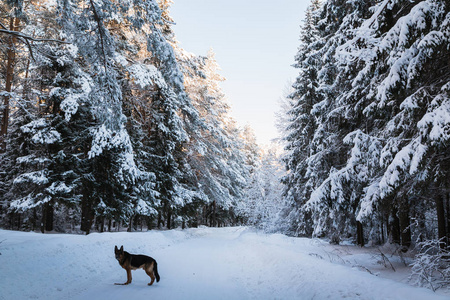 美丽的冬天风景，森林里满是树木覆盖着雪。 俄罗斯在寒冷的日子里