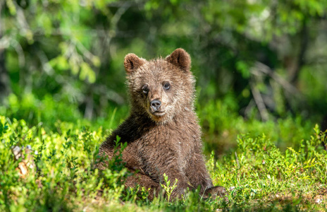 棕色熊幼崽在夏天的森林里。 科学名称ursusArctos。 天然绿色背景。 自然栖息地。 夏季季节