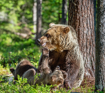 棕熊。夏林中的母熊和熊熊。绿色森林自然背景..科学名称Ursusarctos。