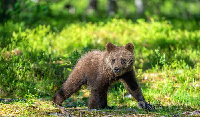 棕熊幼崽在夏季森林科学名称ursusarctos天然绿色背景自然栖息地夏季
