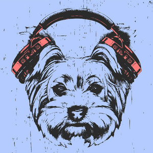 带耳机的约克郡猎犬肖像。手绘插图。