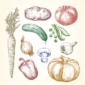 蔬菜手绘插图.