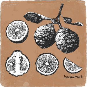 Bergamot的手绘插图。矢量