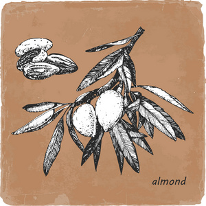 手绘杏仁图片