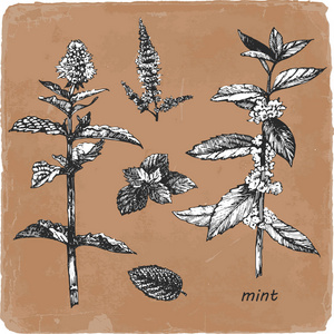 手绘薄荷图片