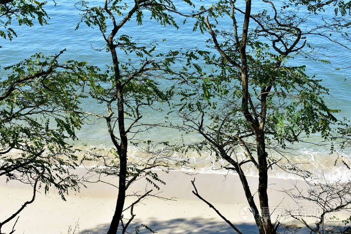 海滩上有白色的沙树和清澈的水有绿松石的颜色加利西亚西班牙