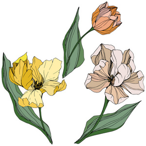 花植物学花.春叶野花.孤立的郁金香插图元素照片