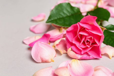 美丽的粉红色玫瑰，花瓣在浅色背景上