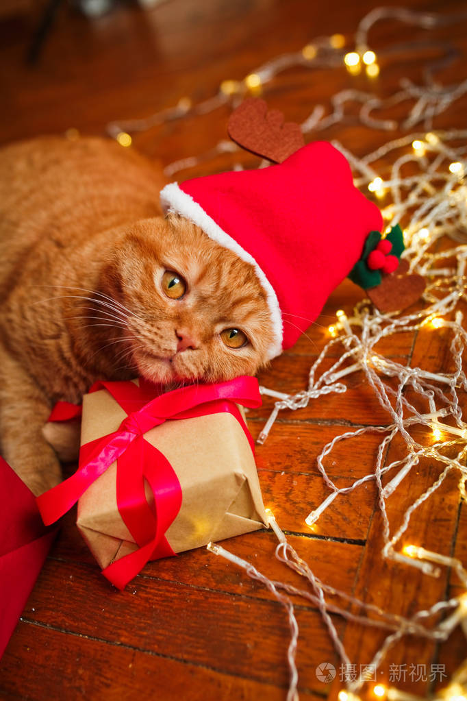 英国的红猫在圣诞老人帽子躺着圣诞花环