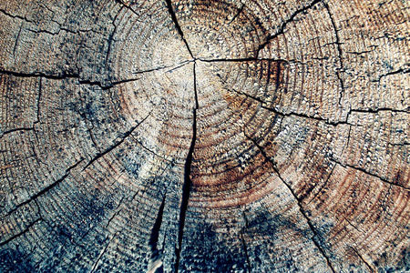 古老的木材纹理与自然模式。 这棵老树的横截面。 深色木材的纹理。 自然背景。 空模板