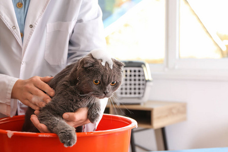 女洗衣师在沙龙洗猫图片