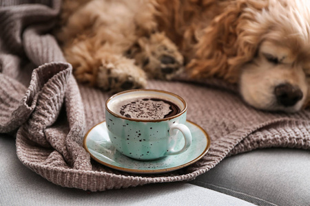 一杯美味的芳香咖啡和沙发上可爱的睡狗
