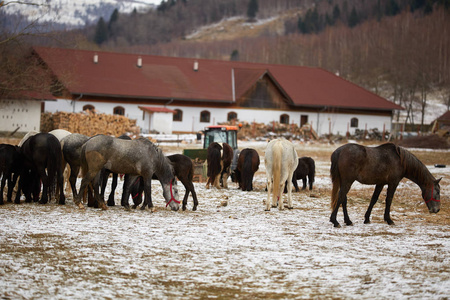冬天农场里的一群纯种马