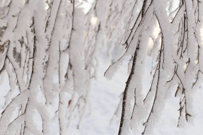 树枝上覆盖着雪。 白色树枝