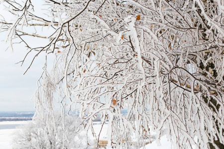 树枝上覆盖着雪。 白色树枝