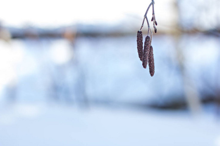 桦树柳絮在冬天的雪的背景下。 雪中的榛子耳环。冬天的树枝上挂着桦树，白色模糊的背景上有雪。