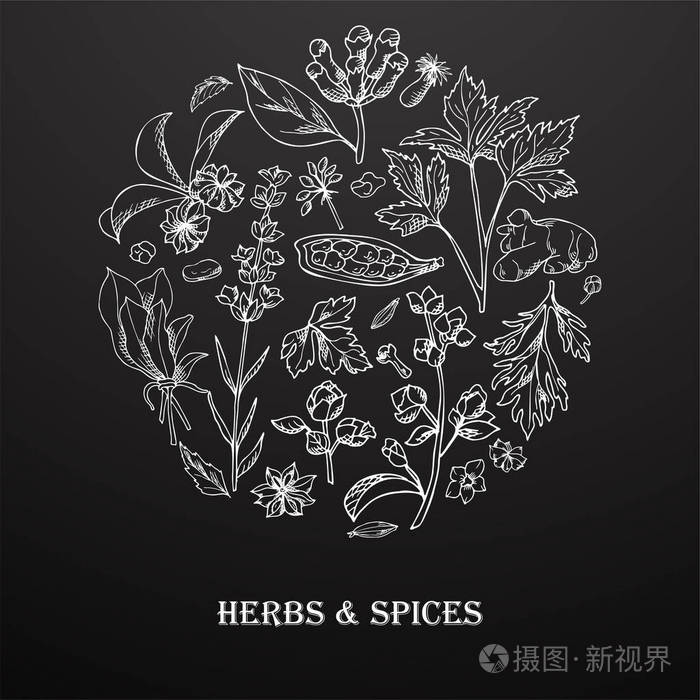 卡片设计与芳香植物剪影.手绘草药和香料.海报模板.向量例证