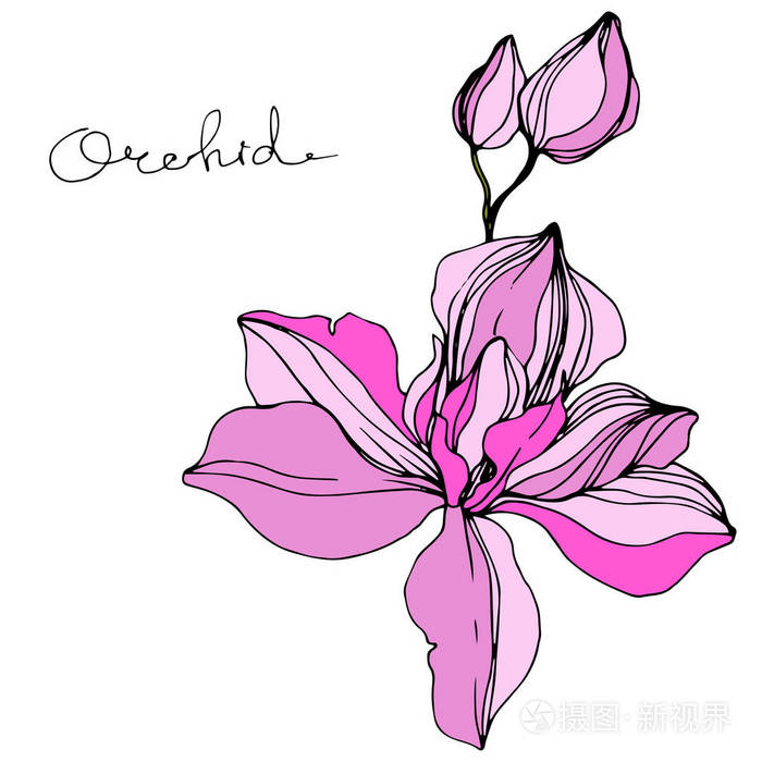orchid39
