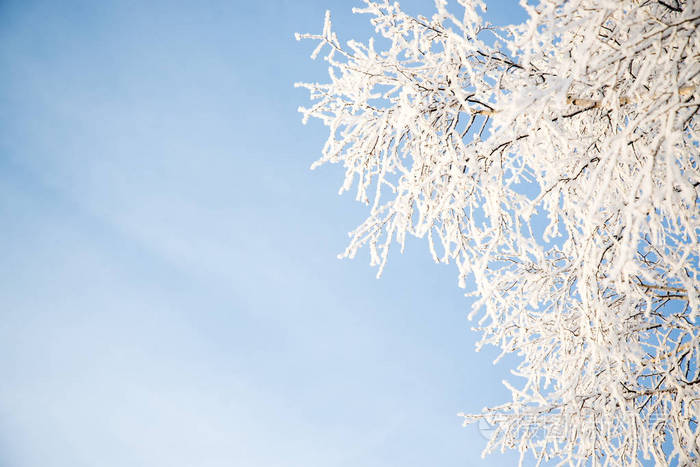 霜冻的树在霜冻的日子里，在蓝天上细雨蒙蒙的树枝上