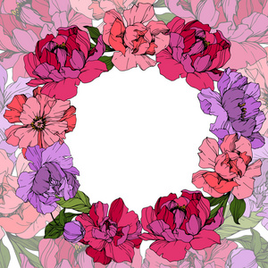 矢量粉红色和紫色牡丹。 野花隔离在白色上。 雕刻的水墨艺术。 花架边框