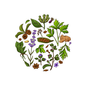 手绘草药和香料.装饰背景与素描元素.向量例证照片