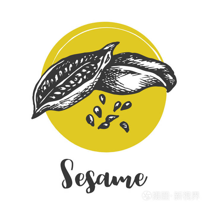 芝麻种子矢量绘图手绘食品成分种子剪影向量例证草本和香料汇集