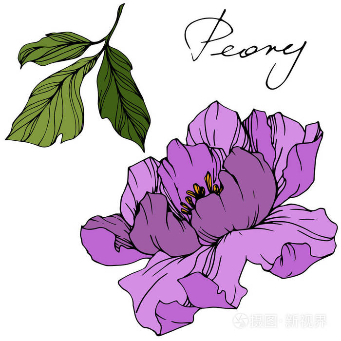 peony39