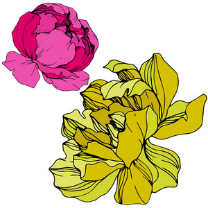 矢量粉红色和黄色牡丹。 野花隔离在白色上。 雕刻的水墨艺术。