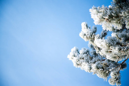 霜冻的树在霜冻的日子里，在蓝天上细雨蒙蒙的树枝上